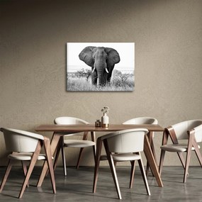 Obraz - Slon africký II. (70x50 cm)