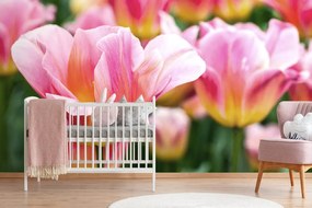 Fototapeta ružovo sfarbené tulipány