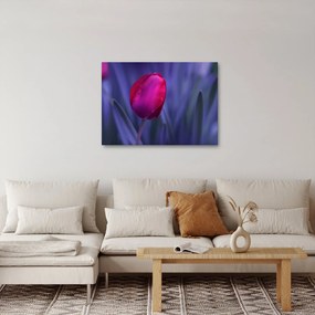 Obraz pupete tulipánu (70x50 cm)