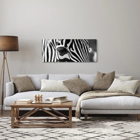 Obraz zebry (120x50 cm)