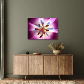 Sklenený obraz - Kvet tulipánu v detailu (70x50 cm)