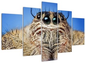 Obraz detailu pavúka (150x105 cm)