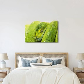 Obraz hada (90x60 cm)