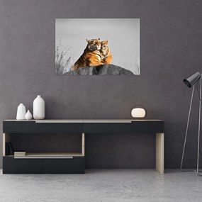 Obraz - Tigrice a jej mláďa, čiernobiely variant (90x60 cm)