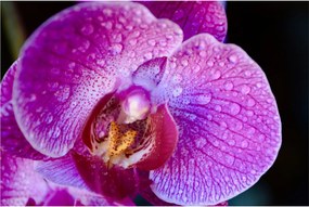Detailný obraz kvetu orchidey (90x60 cm)