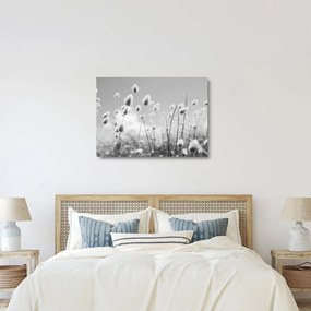 Sklenený obraz - Boho bunny tail grass (70x50 cm)