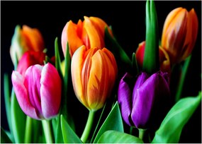 Obraz tulipánov na čiernom pozadí (70x50 cm)
