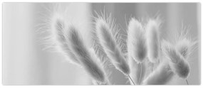 Obraz - Bunny tail grass (120x50 cm)