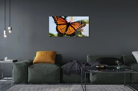 Sklenený obraz farebný motýľ 120x60 cm