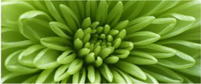 Obraz - Makro snímka rastliny (120x50 cm)