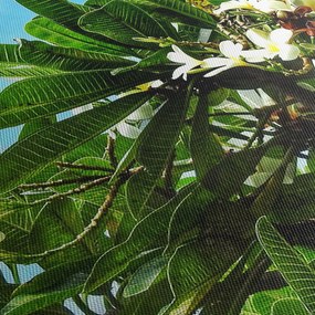 Obraz - Plumeria (150x105 cm)