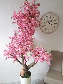 Japonská čerešna gigant 220 cm