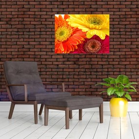 Obraz - Kvety Gerbery (70x50 cm)