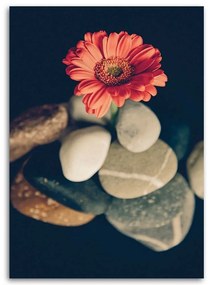 Obraz na plátně Květiny gerbery Zenové kameny - 60x90 cm