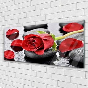Obraz plexi Ruže kvet kamene zen 125x50 cm