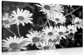 Obraz sedmokrásky na záhrade v čiernobielom prevedení - 120x80