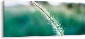 Obraz steblá trávy (120x50 cm)