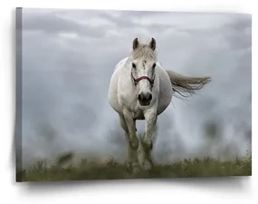 Sablio Obraz Biely kôň 3 - 90x60 cm