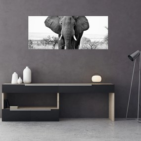 Obraz - Slon africký II. (120x50 cm)