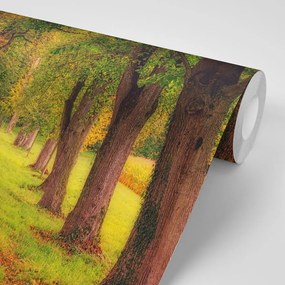 Samolepiaca fototapeta chodník jesenným lesom - 450x300