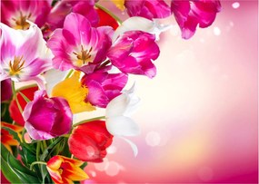 Sklenený obraz tulipánov (70x50 cm)
