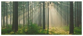 Drevenné obrazy Osvietený les