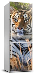 Nálepka fototapeta chladnička Tiger FridgeStick-70x190-f-65374714