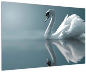 Obraz - Biela labuť (90x60 cm)