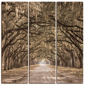 Obraz na plátne - Historické dubové stromy lemované poľnou cestou - štvorec 3239FB (105x105 cm)