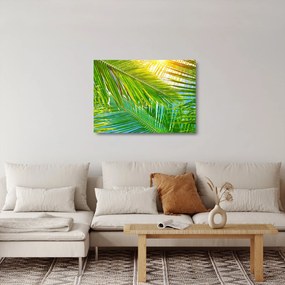 Sklenený obraz - Palmové listy (70x50 cm)
