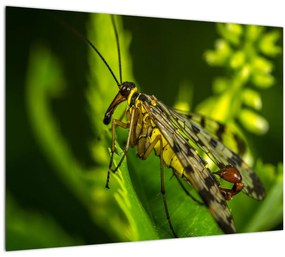 Obraz hmyzu (70x50 cm)