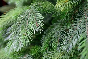 Umelý 3D vianočný stromček- Jedlička Nevada 210 cm