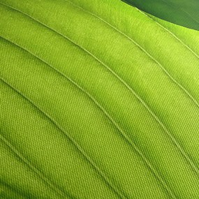Obraz - Detail zeleného listu (120x50 cm)