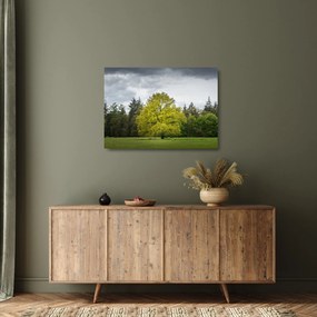 Sklenený obraz zeleného stromu uprostred poľa (70x50 cm)