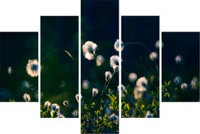 Obraz - Tráva (150x105 cm)