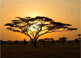 Sklenený obraz - Africká savana (70x50 cm)