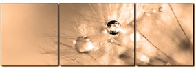 Obraz na plátne - Dandelion z kvapkami rosy - panoráma 5262FC (90x30 cm)