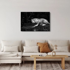 Obraz - Tiger albín, čiernobiely (90x60 cm)