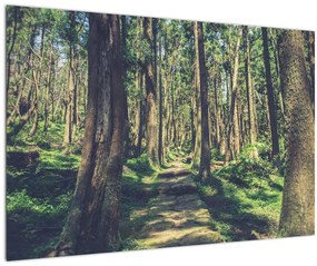 Obraz cesty medzi stromami (90x60 cm)