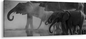 Obraz slonov - čiernobiely (120x50 cm)
