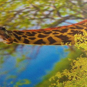 Obraz žirafy v Afrike (120x50 cm)