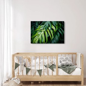 Obraz - Tropické listy (90x60 cm)