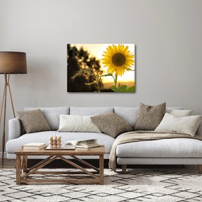 Obraz slnečnice (70x50 cm)