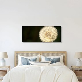 Obraz sivej púpavy (120x50 cm)