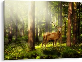 Obraz jeleňa v lese (70x50 cm)