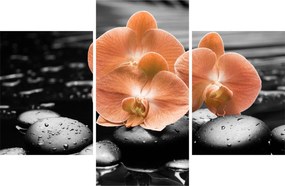 Obraz - Oranžové orchidey (90x60 cm)