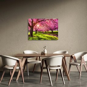 Sklenený obraz rozkvitnutých čerešní, Hurd Park, Dover, New Jersey (70x50 cm)