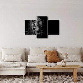 Obraz divokého tigra (90x60 cm)