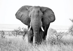 Fototapeta - Slon africký (147x102 cm)