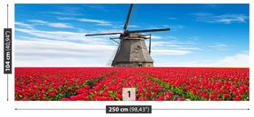 Fototapeta Vliesová Veterný mlyn tulipány 152x104 cm